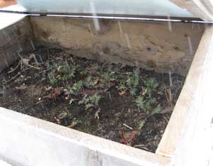 Extending the Season With Recycled Cold Frames Image